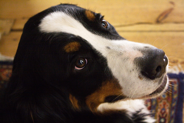 Amy - Bürohund